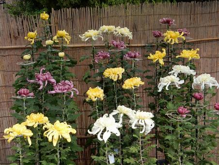 【風景写真】福山菊花展覧会の風景 キク,菊,菊花展の写真素材