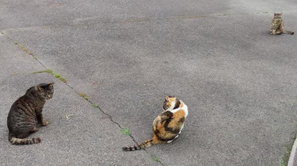猫の集会に集まって来たもふもふな猫様たち 猫の集会に集まって来たもふもふな猫様たちの写真