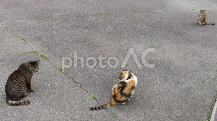 猫の集会に集まって来たもふもふな猫様たち 猫,三毛猫,キジトラの写真素材