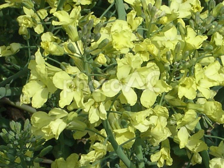 黄色の花を咲かせる何か7 黄色い花,黄色,花びらの写真素材