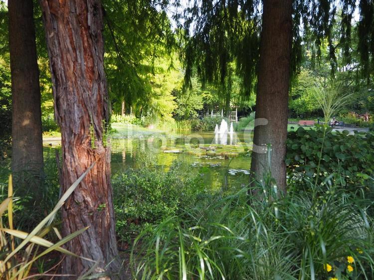 静かな池を取り囲む木々のイメージ 森,林,イメージの写真素材