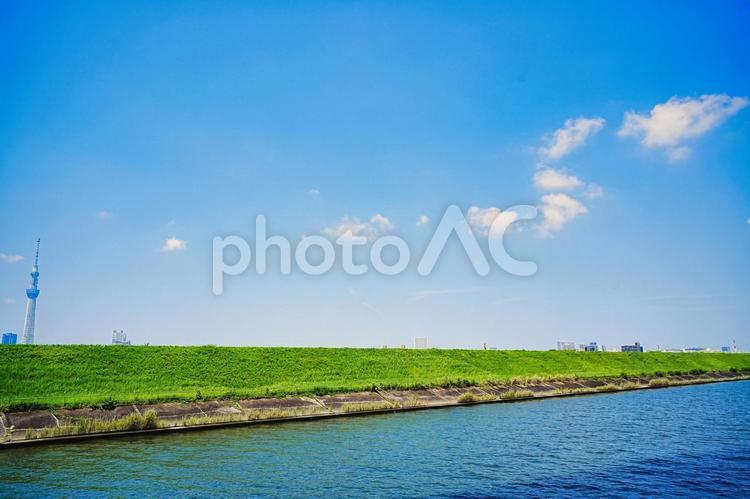7月の四つ木荒川土手越しのスカイツリー 7月,スカイツリー,荒川土手の写真素材