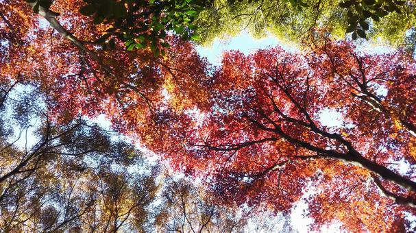 おおきなハート おおきなハート 紅葉,秋,ハートの写真素材