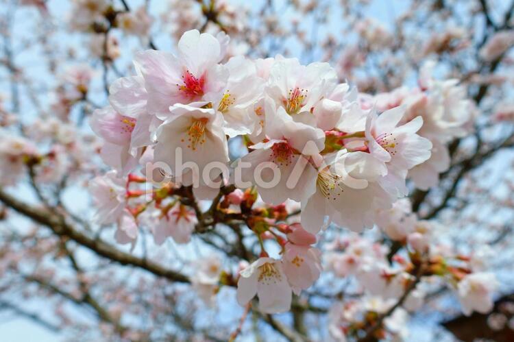 これから咲き誇る五分咲きの桜３ 桜,さくら,五分咲きの写真素材