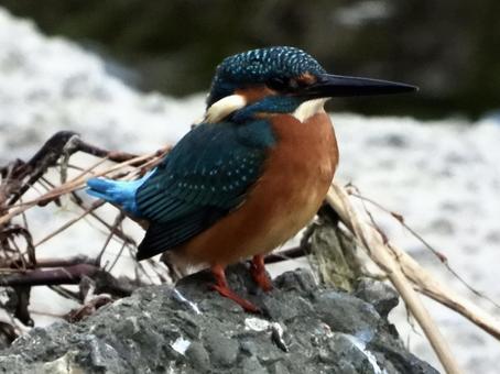Kingfisher standing on a weir stone, JPG Kingfisher standing on a weir stone, JPG