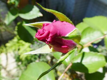 Photo, rose, purple, flowering, 