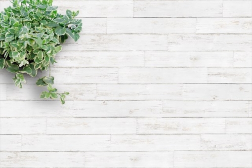 White background board and foliage plants / horizontal, putih, gandum kayu, latar mburi, JPG