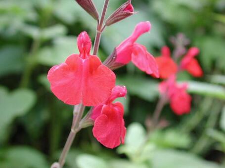 セージ　マクロ セージ,芳香,合弁花の写真素材