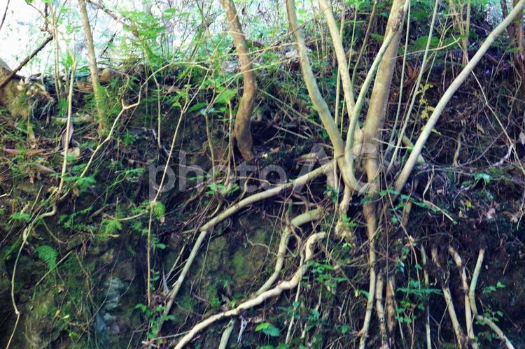 崖の木の根 木の根,根,木の写真素材