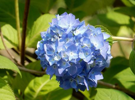 [Flower photo] Hydrangea flower, JPG