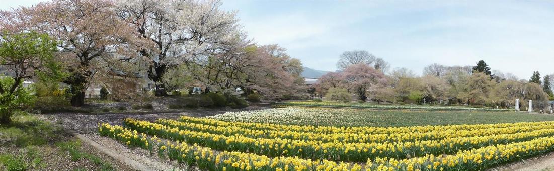 チューリップと桜 チューリップと桜 チューリップ,さくら,サクラの写真素材