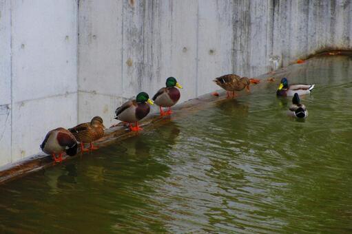 愛知県-東公園-あしのべ池-カモ 東公園,公園,カモの写真素材