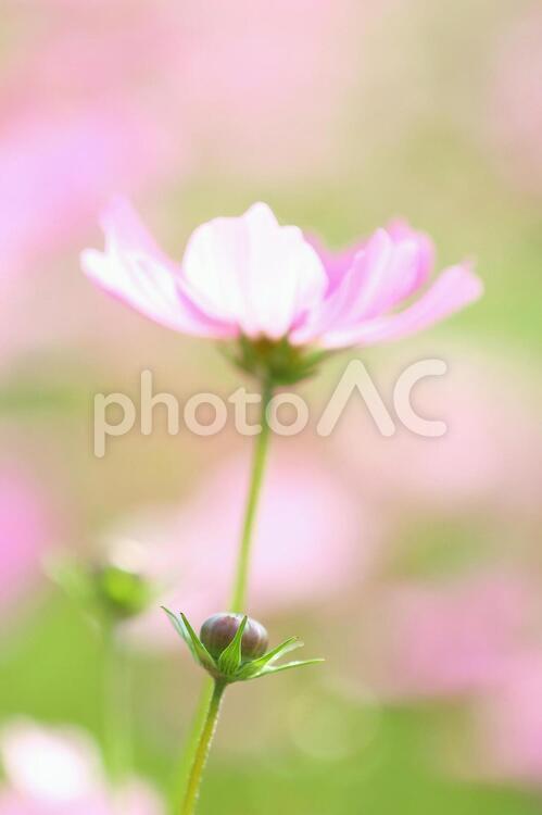 コスモスのつぼみ　ピンクの花　 コスモス,秋桜,ピンクの花の写真素材