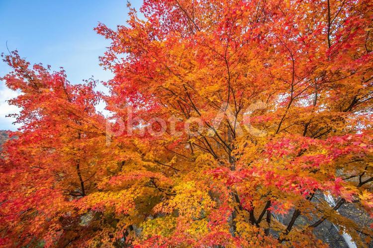 山梨県　西沢渓谷の紅葉 西沢渓谷,山梨県,紅葉の写真素材