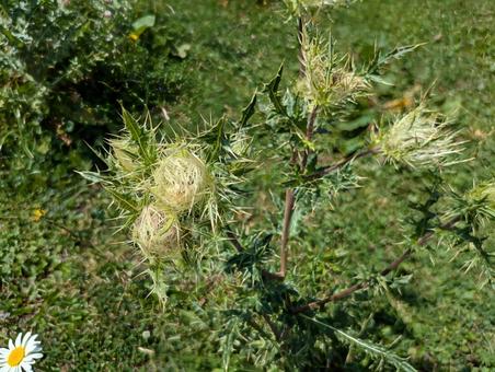 ウシュグリ村の花 花,フラワー,ワイルドフラワーの写真素材