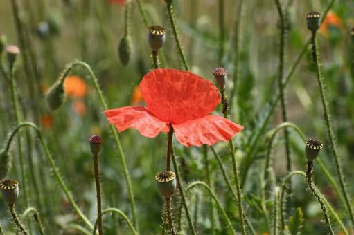 Poppy, JPG Poppy, JPG