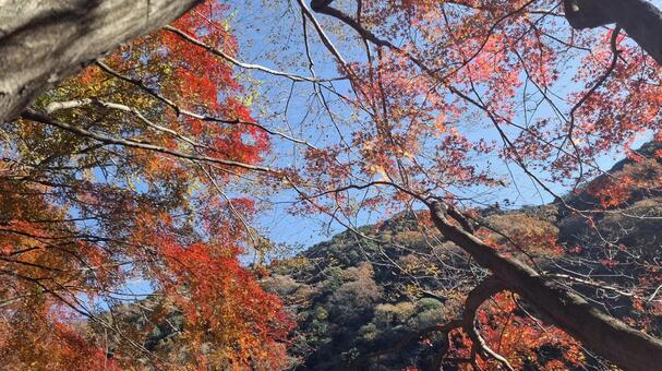 紅葉と山 紅葉,赤,緑の写真素材