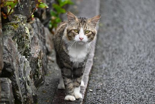 Stray cat from Ehime prefecture ⑤, JPG
