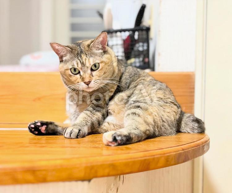 座って身づくろい途中のキジ猫 猫,座る,身づくろいの写真素材