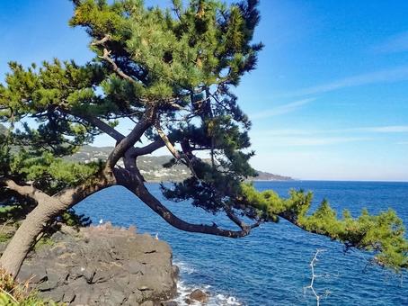 伊豆 城ケ崎海岸 伊豆 城ケ崎海岸の写真