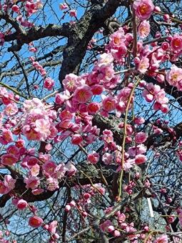 春を 春,梅,自然の写真素材