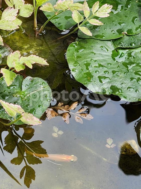雨上がりのメダカ鉢1 メダカ,蓮,水辺の写真素材