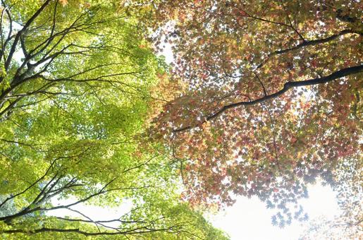 紅葉 紅葉の写真