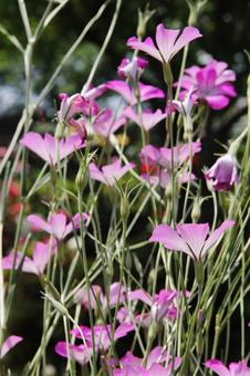 アグロステンマ・ムギセンノウ アグロステンマ・ムギセンノウの写真