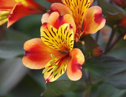 アルストロメリア インディアン・サマー アルストロメリア,インディアン,サマーの写真素材