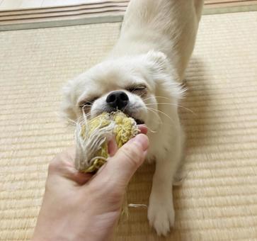 Chihuahua playing with a toy with his owner, JPG Chihuahua playing with a toy with his owner, JPG