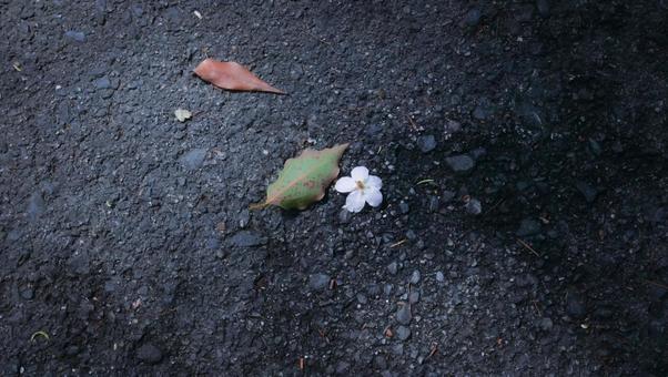 地面に落ちた桜と葉っぱ 地面に落ちた桜と葉っぱの写真