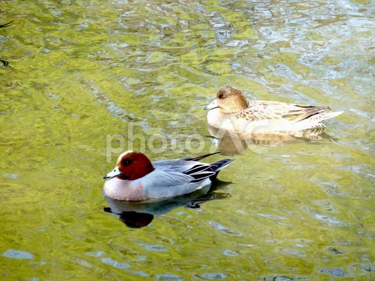 池の水面に浮かぶペアのヒドリガモ ヒドリガモ,鳥,野鳥の写真素材