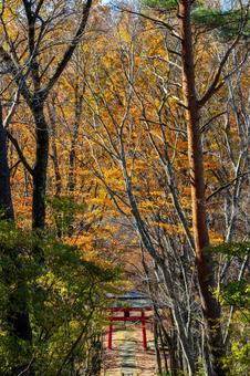 晩秋の長老神社⑹ 晩秋,紅葉,神社の写真素材