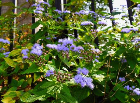 ふんわりと咲くカッコウアザミの花たち ふんわりと咲くカッコウアザミの花たちの写真