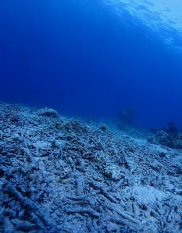 石垣島海底・白化した枝状珊瑚のミドリイシ 石垣島海底・白化した枝状珊瑚のミドリイシの写真