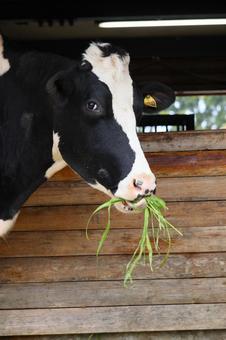 牛 牛,うし,生き物の写真素材