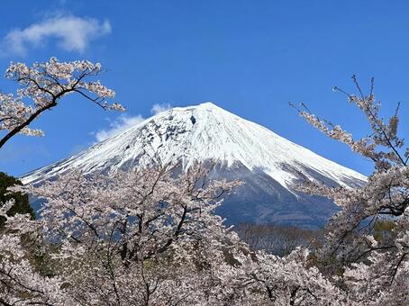 富士山と桜 富士山,桜,ソメイヨシノの写真素材