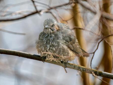 枝にとまるヒヨドリ 枝にとまるヒヨドリの写真