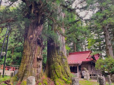 塩原八幡宮の逆杉 塩原八幡宮の逆杉 塩原八幡宮,逆杉,夫婦杉の写真素材