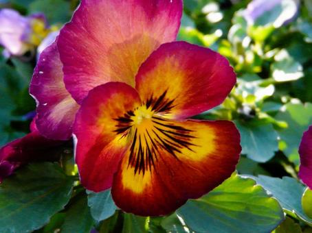 パンジーの写真