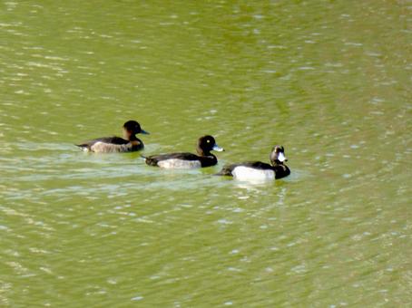 郊外の池の水面を並んで泳ぐキンクロハジロ キンクロハジロ,鳥,野鳥の写真素材