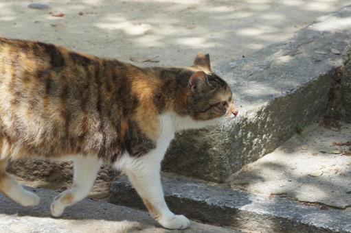 ねこ にゃんこ,可愛い,野良猫の写真素材