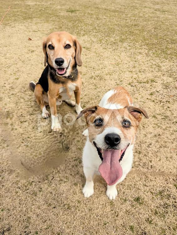 次何する？ 犬,ビーグル,ジャックラッセルテリアの写真素材
