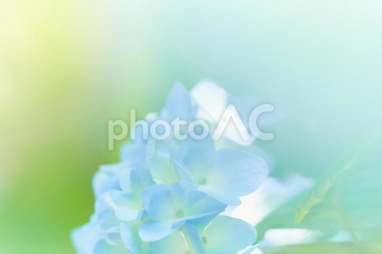 柔らかい光のドリーミーな水色のアジサイ 紫陽花,水色,パステル調の写真素材