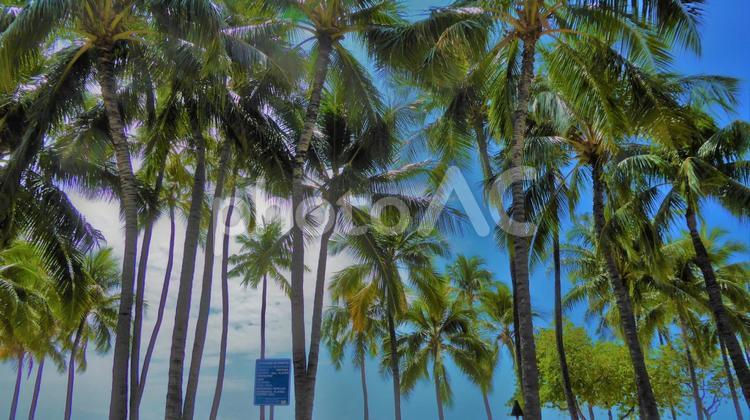 ハワイの風景　背景画像 夏,常夏,リゾートの写真素材
