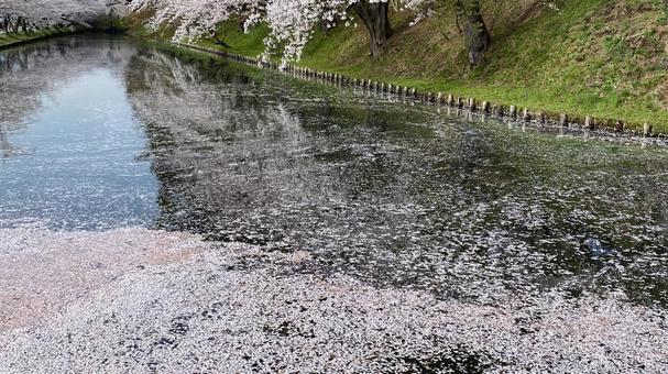 花筏 花筏の写真