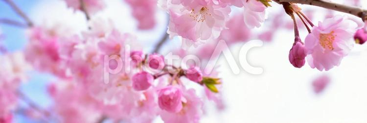 ピンクでかわいい満開の桜　春の背景素材 桜,春,しだれ桜の写真素材