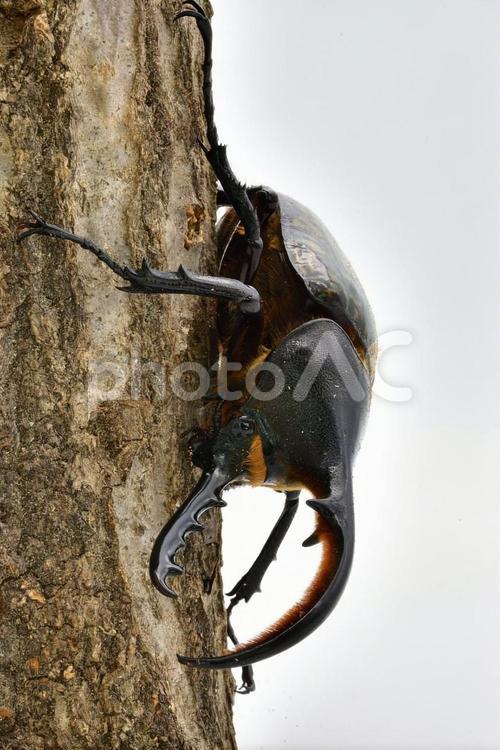 ヘラクレスオオカブト 生物,昆虫,虫の写真素材