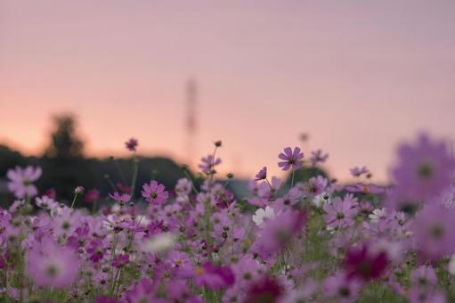 朝焼けのコスモス畑 朝焼けのコスモス畑の写真
