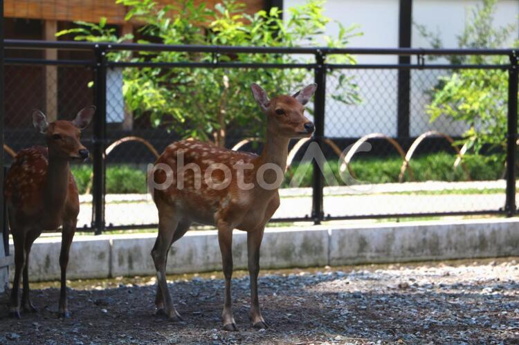 どこかを見つめる２匹の鹿（暗め） 鹿,動物,日陰の写真素材